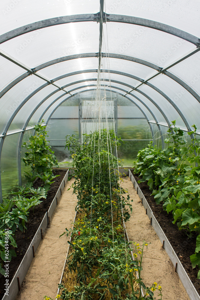 A semicircular transparent plastic greenhouse from the inside with green tops of cucumbers and tomatoes in the beds on a summer day and a space for copying. Concept gardening and plant care A semicircular transparent plastic greenhouse from the inside with green tops of cucumbers and tomatoes in the beds on a summer day and a space for copying. Concept gardening and plant care