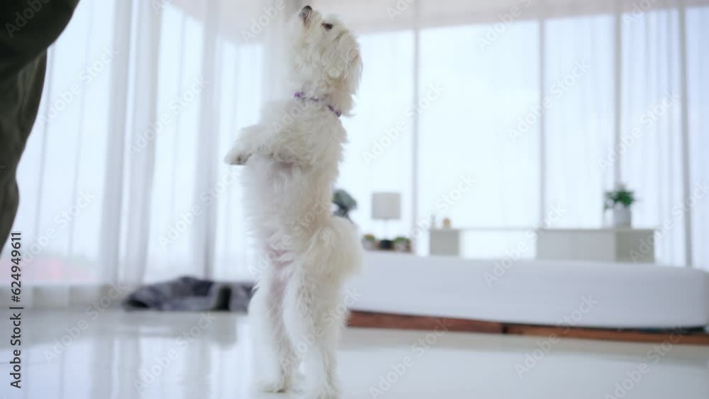 Video of a cute dog standing on two legs.