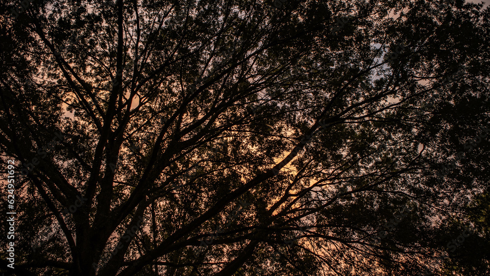 Naklejka premium Sunset among the trees.