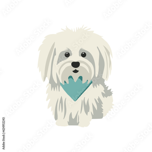 White Italian lapdog. Breed Bolognese on a white background