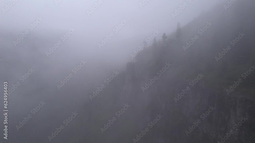 Trees and Trail in a Foggy Forest Trees and Trail in a Foggy Forest