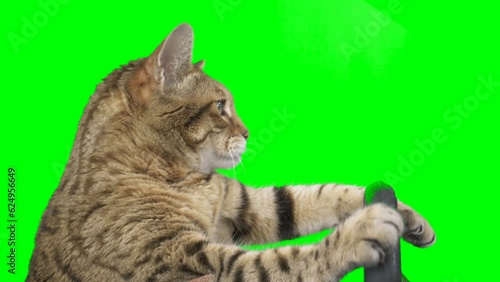 Side view of a cat sitting behind a steering wheel on green screen isolated with chroma key, real shot. Bengal cat driving a car.