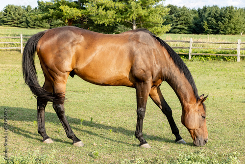An eighteen-year-old Thoroughbred gelding grazing in a pasture with a split-rail fence.