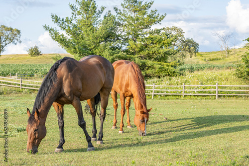Two older Thoroughbred geldings grazing in a pasture with a split-rail fence in the summer, 
