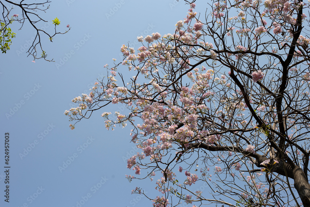 Trumpet Tree, Pink Poui, New World Trumpet, Rosy Trumpet Trumpet Tree, Pink Poui, New World Trumpet, Rosy Trumpet
