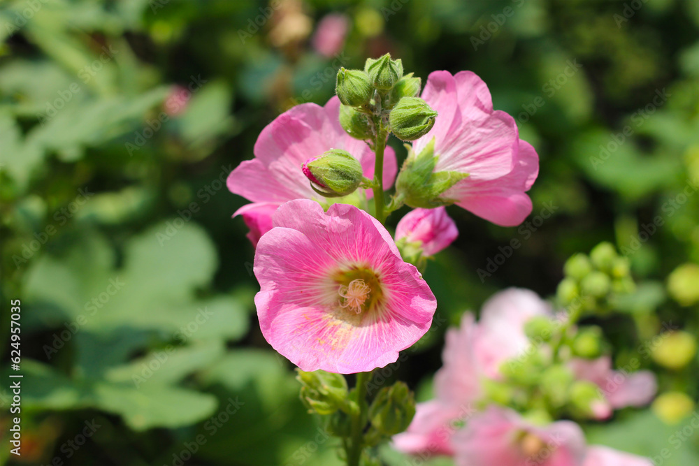 Beautiful pink hollyhock flower in the garden Beautiful pink hollyhock flower in the garden