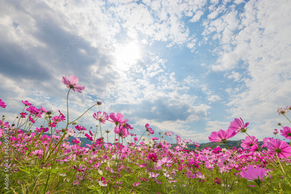 青空とコスモス畑（大分県中津市）