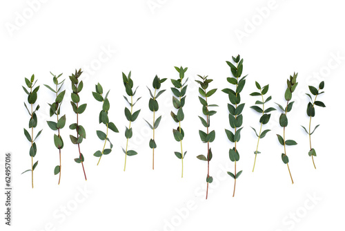 Wallpaper Mural Green leaves of eucalyptus on white Torontodigital.ca