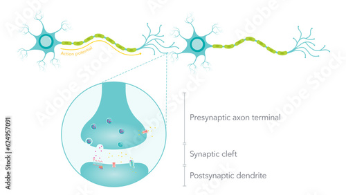 Action Membrane Potential science vector illustration diagram