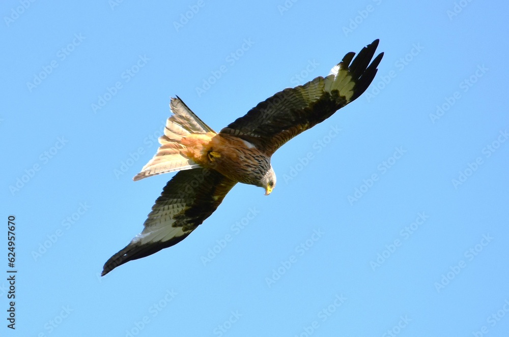 hawk flying under blue sky hawk flying under blue sky