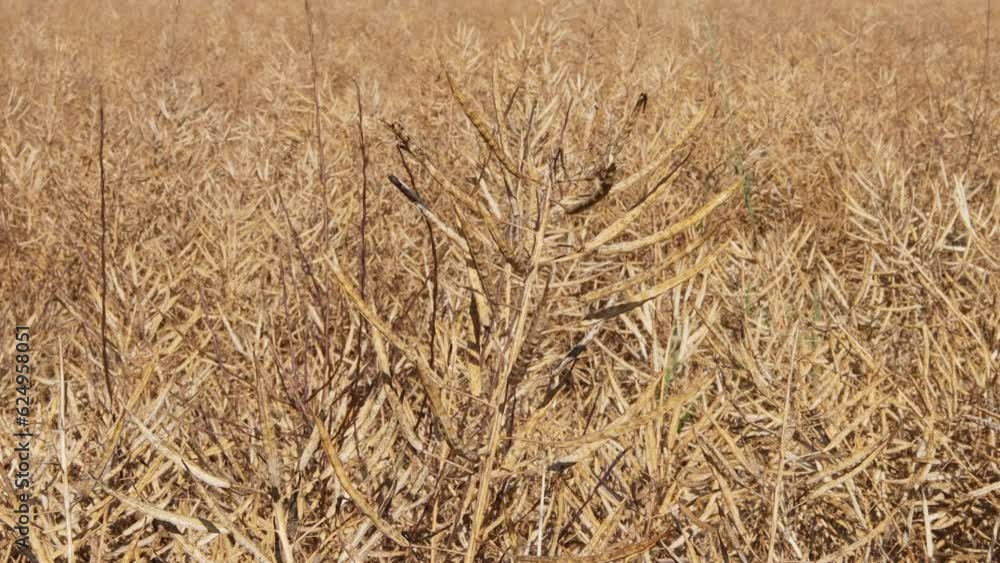 a field of rapeseed ready for harvest 4k 30fps video a field of rapeseed ready for harvest 4k 30fps video