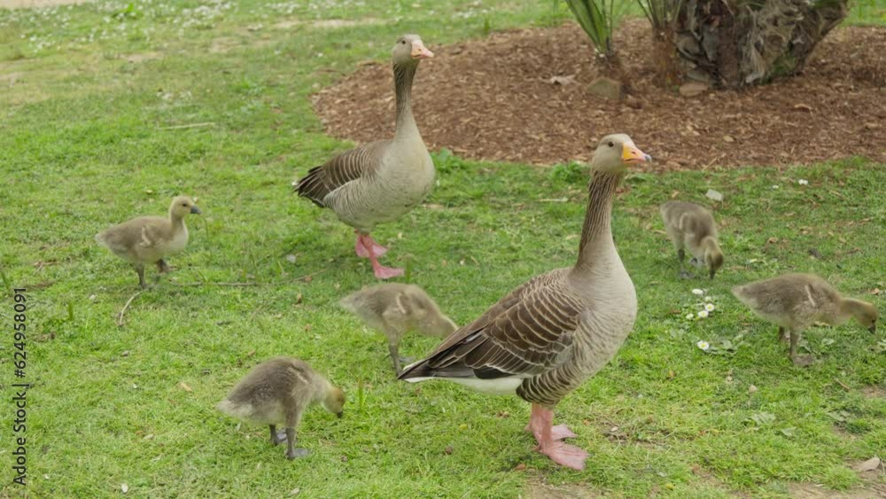 A group of ducks strolling through a vibrant green field A group of ducks strolling through a vibrant green field