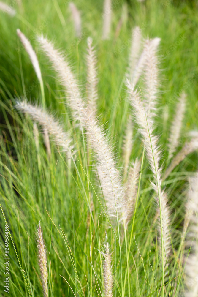 Fountain grass or pennisetum alopecuroides