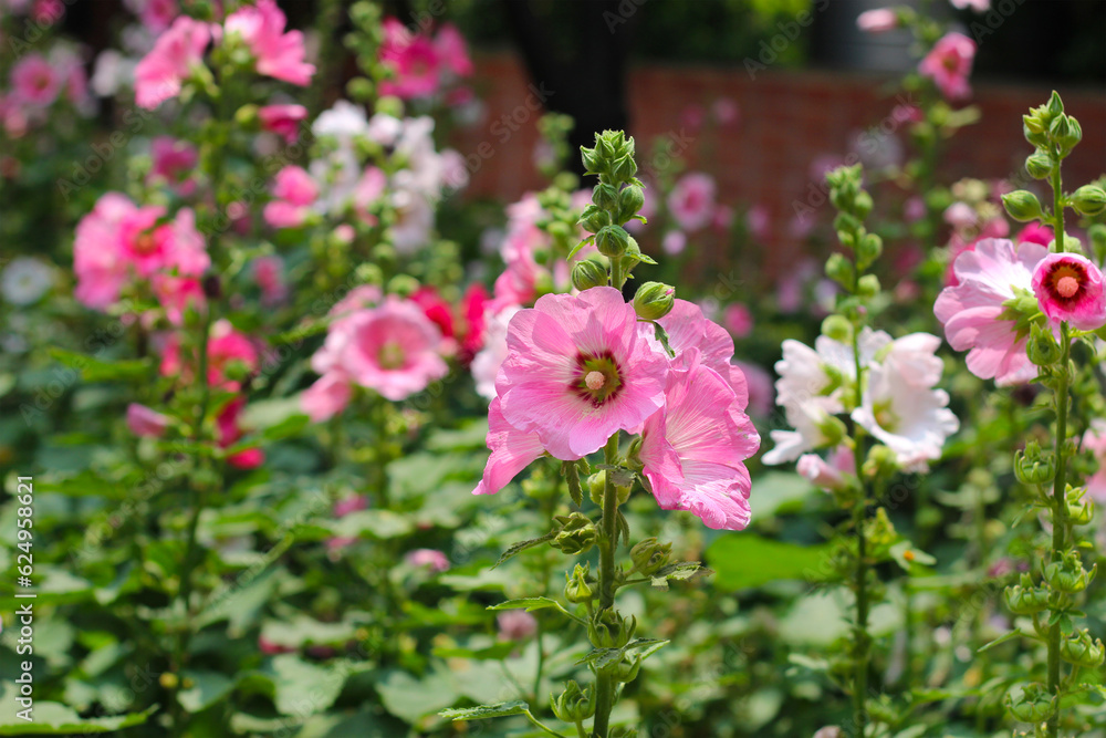 Beautiful pink hollyhock flower in the garden Beautiful pink hollyhock flower in the garden