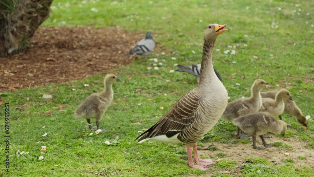 A flock of birds standing in a lush green field A flock of birds standing in a lush green field