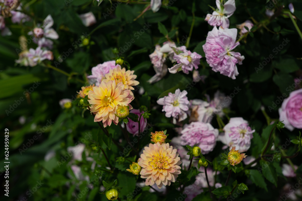 pink and yellow wild flowers pink and yellow wild flowers