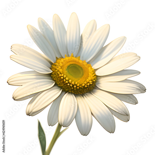 daisy isolated on white background