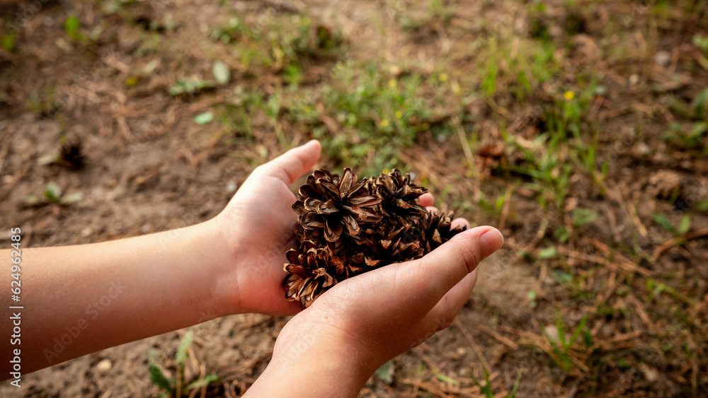 Pine cones in your hands, a place for design. Pine cones in your hands, a place for design.