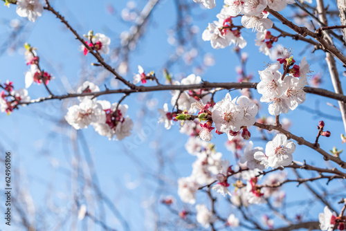 apricot flowers on a solid clear spring day, defocused background