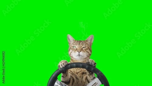 Cat sitting behind a steering wheel facing forward on green screen isolated with chroma key, real shot. Bengal cat driving a car.
