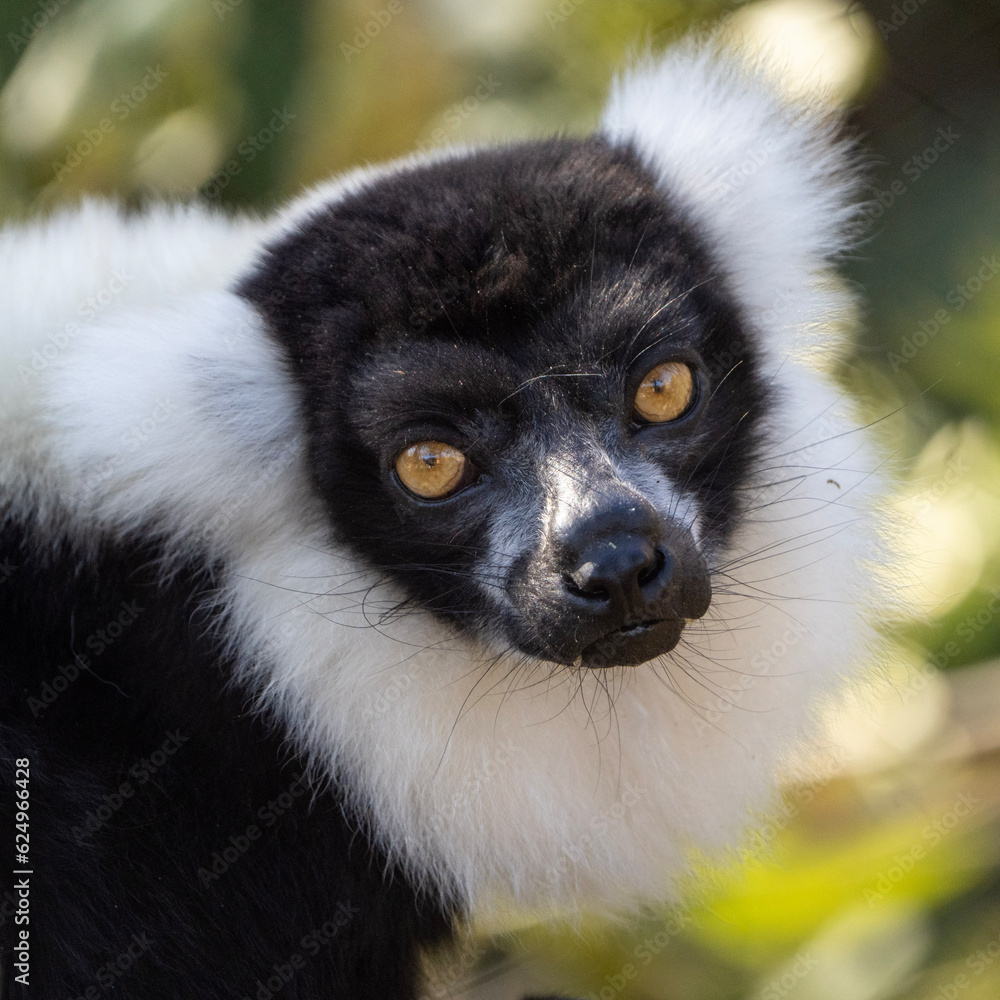 lemur on tree