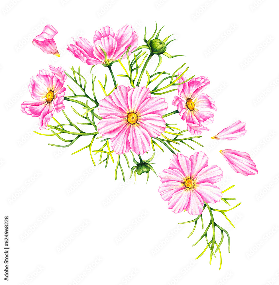 Obraz premium Cosmos flowers bouquet isolated on a white background