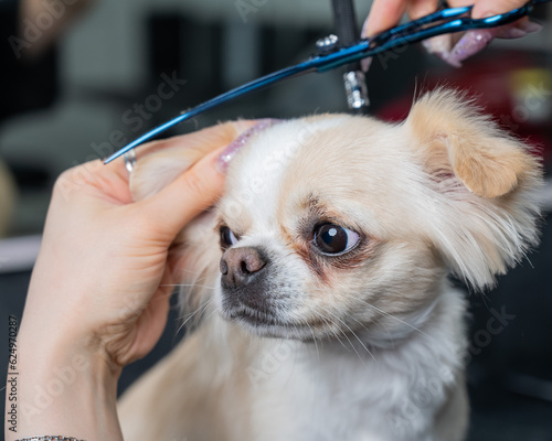 Woman cutting cute shorthair chihuahua dog in grooming salon. 