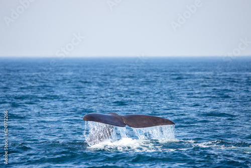 Sperm whale diving off the cost of Norway © Jan