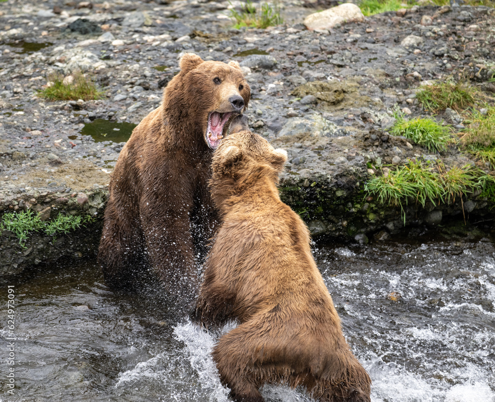 Obraz premium Boys will be Boys