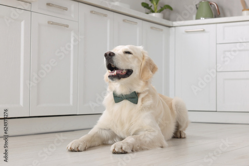 Cute Labrador Retriever with stylish bow tie indoors
