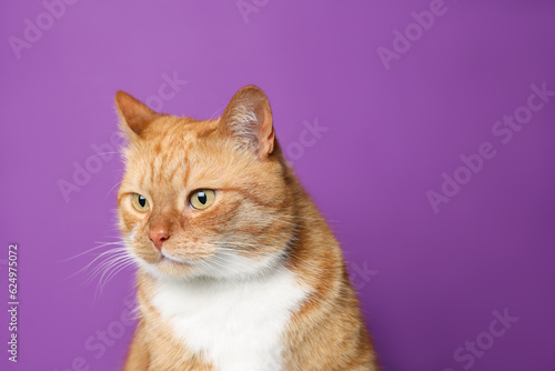 Cute ginger cat on purple background, space for text. Adorable pet
