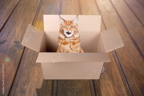 Funny cute domestic cat sit in cardboard box