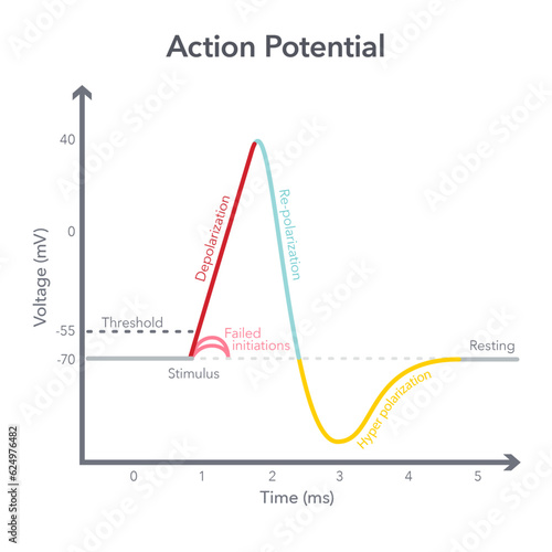 Action Membrane Potential science vector illustration diagram