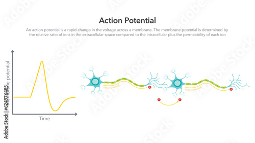 Action Membrane Potential science vector illustration diagram