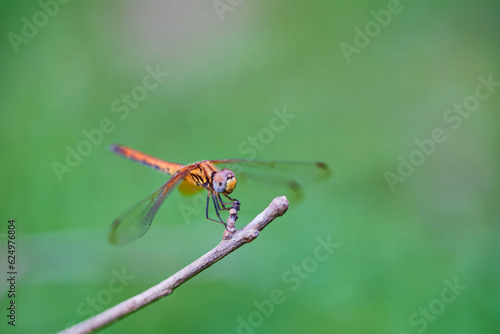 Close-up view of yellow dragonfly perching on dried twig