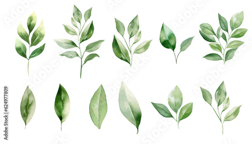 Watercolor green leaves plant clipart collection.  Isolated on white background vector illustration set. 