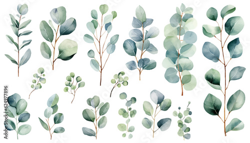 Fototapeta Eucalyptus watercolor clipart set. Green plant collection isolated on white background vector illustration set. 