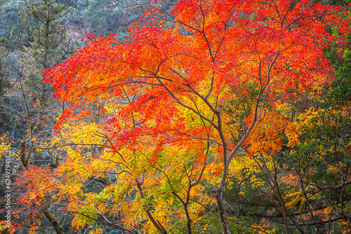Red Maple Leaves in Autumn at Takachiho Gorge in Miyazaki, Japan