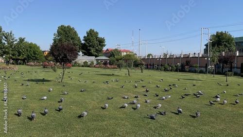 Flying pigeons photo