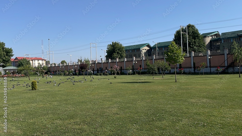 Obraz premium Flying pigeons