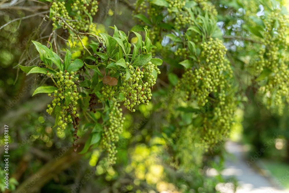 Fresh green fruit of Japanese bush. Fresh green fruit of Japanese bush.