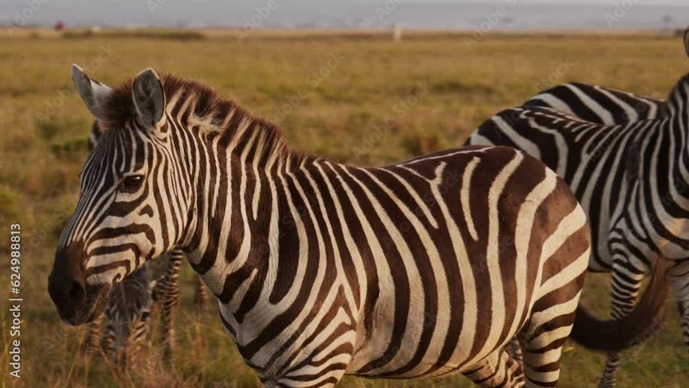 Slow Motion of Zebra Herd Walking, Africa Animals on Wildlife Safari in Masai Mara in Kenya at Maasai Mara in Beautiful Golden Hour Sunset Sun Light, Steadicam Tracking Gimbal Panning Shot Slow Motion of Zebra Herd Walking, Africa Animals on Wildlife Safari in Masai Mara in Kenya at Maasai Mara in Beautiful Golden Hour Sunset Sun Light, Steadicam Tracking Gimbal Panning Shot