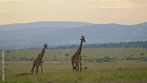 Two giraffes in Maasai Mara National reserve walking in front of maountains at sunset in Kenya, beautiful Africa Safari Animals in peaceful Masai Mara North Conservancy photo