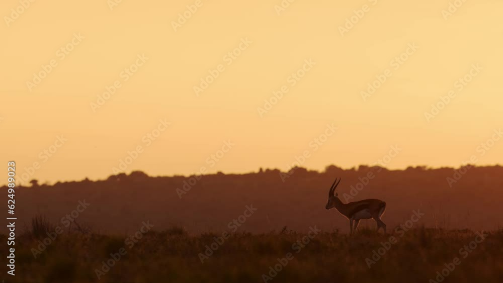 Slow Motion of Thomsons Gazelle Antelope, African Wildlife Safari Animals at Sunrise in Golden Orange Sunset Sun Light, Dramatic Sunlight, Animal Silhouette in Maasai Mara, Kenya, Africa Slow Motion of Thomsons Gazelle Antelope, African Wildlife Safari Animals at Sunrise in Golden Orange Sunset Sun Light, Dramatic Sunlight, Animal Silhouette in Maasai Mara, Kenya, Africa
