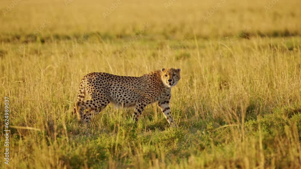 Slow Motion of Cheetah Hunting Prey on a Hunt in Africa, African Wildlife Animals in Maasai Mara, Kenya, Stalking in Long Savannah Grass on Safari in Masai Mara, Amazing Animal Behavior Slow Motion of Cheetah Hunting Prey on a Hunt in Africa, African Wildlife Animals in Maasai Mara, Kenya, Stalking in Long Savannah Grass on Safari in Masai Mara, Amazing Animal Behavior