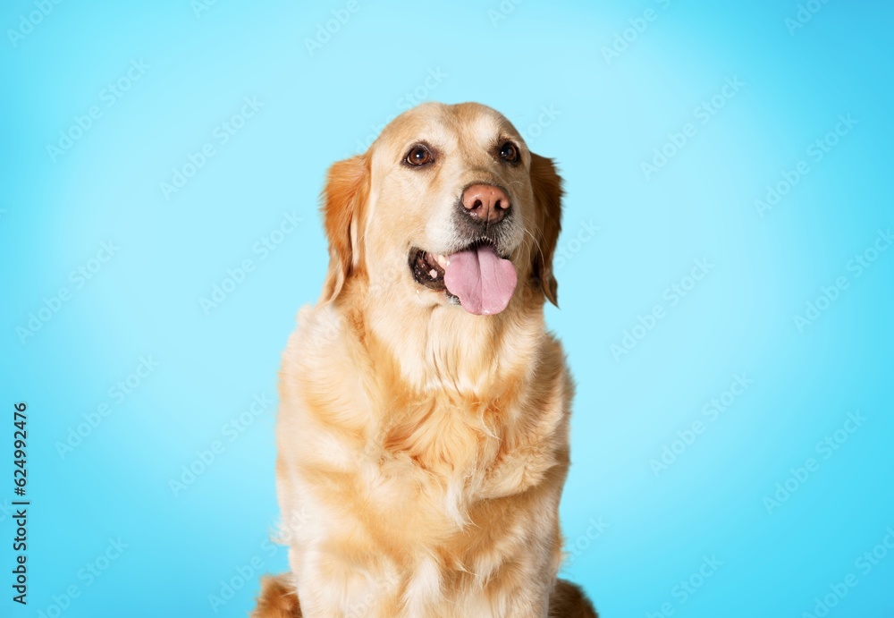 Cute young smart dog posing
