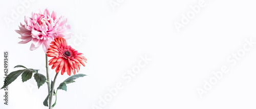 Flower on solid for background decoration design.