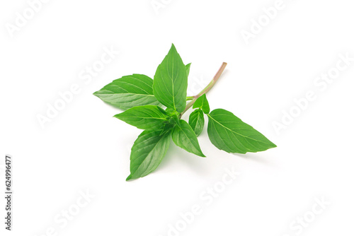 Thai herb fresh basil plant isolated on white background.