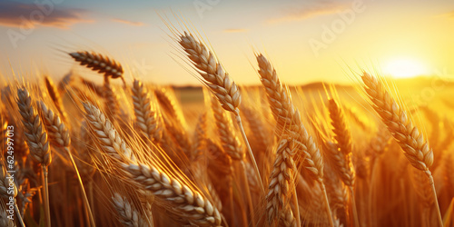 A field with golden wheat spikes to make bread at sunset during the golden hour. Abundant sustenance food for a beautiful wallpaper about agriculture with the sun in the background
