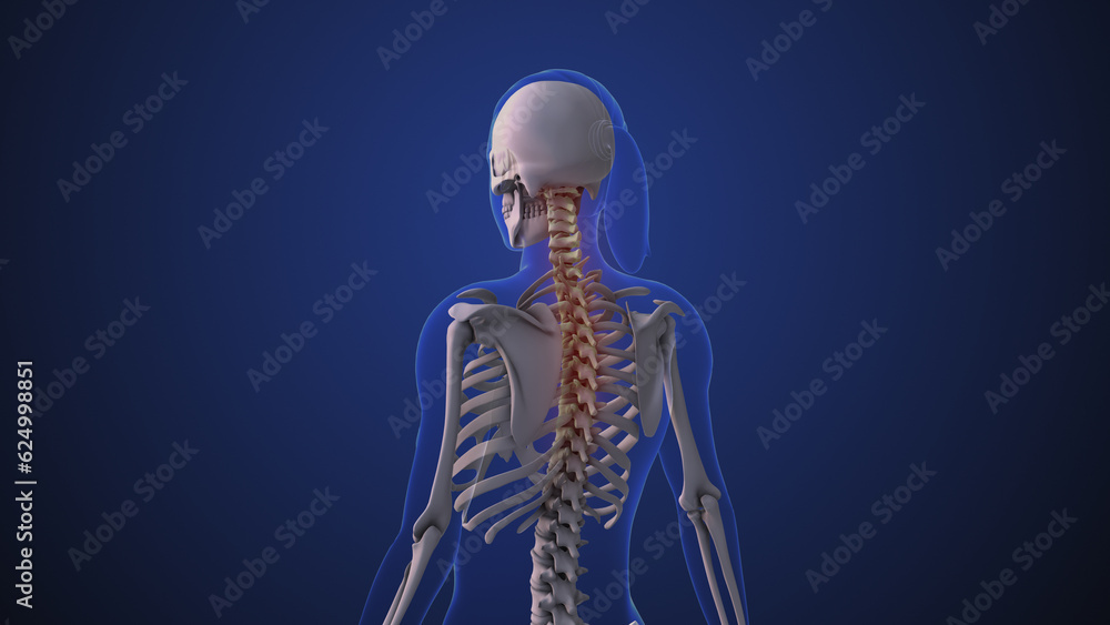 Neck pain or neck dysfunction Neck pain or neck dysfunction